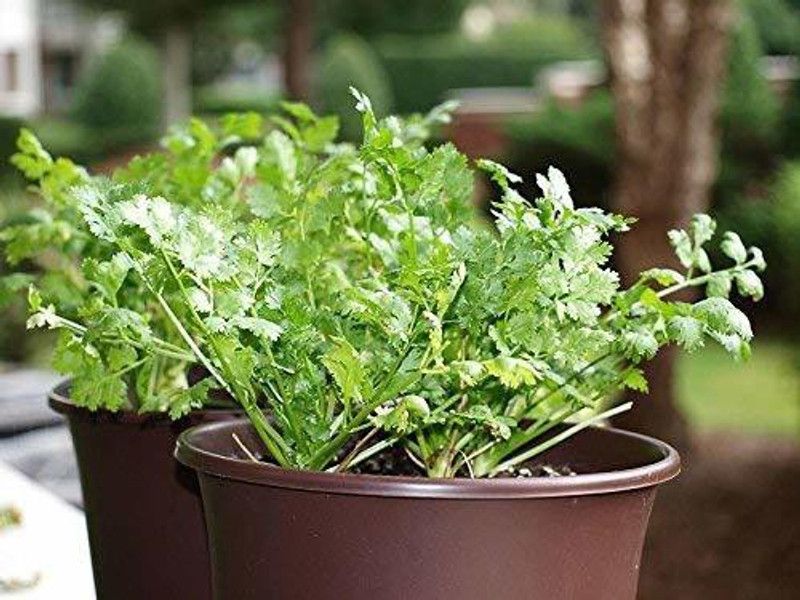 Earth Angels Coriander Seeds 1000+ seeds Seed  (1000 per packet)