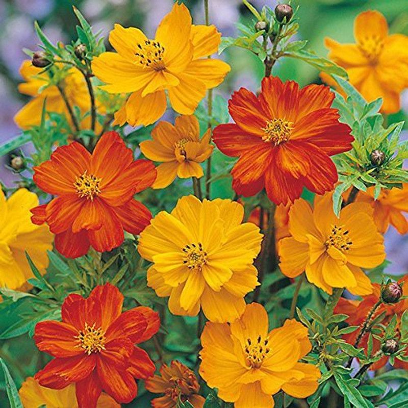 KANAYA Cosmos Yellow Seed  (28 per packet)