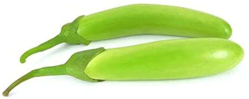 KANAYA Brinjal Green Long Seeds Kitchen Garden Vegetable Seed  (250 per packet)