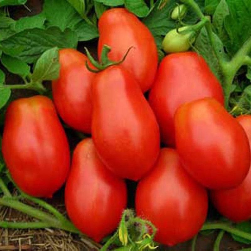 Paudha Roma tomato long Seed  (50 per packet)