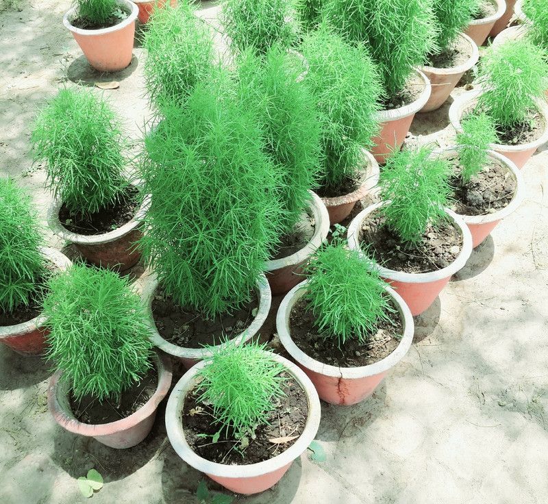 XOLDA kochia fire bush Seed  (25 per packet)