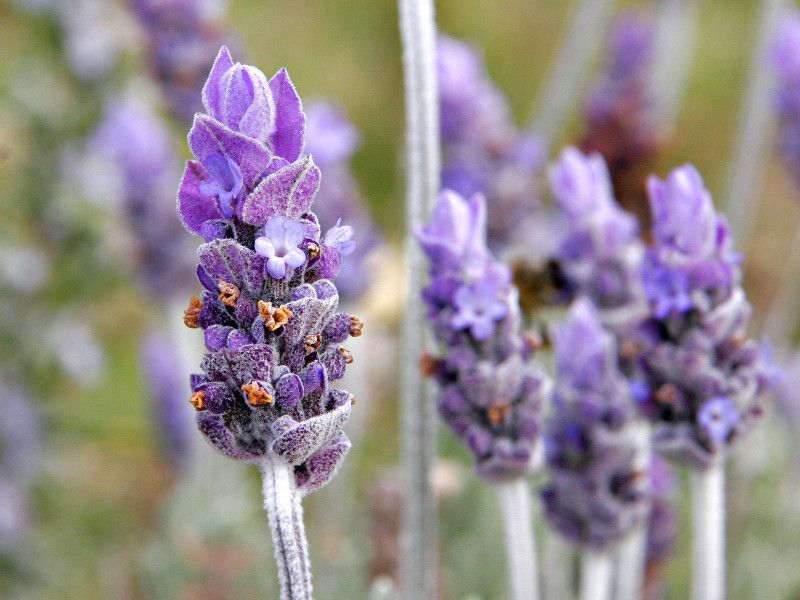 PLANTZON Lavender Seed  (11 per packet)