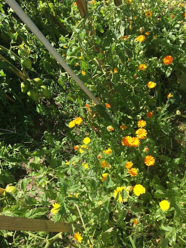 Lippy CALENDULA organic, Marigold flower Seed  (70 per packet)