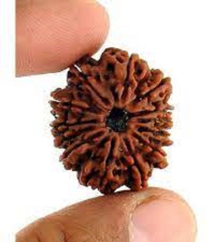 Sjeme RUDRAKSHA, STONEFRUIT, HOLY FRUIT Seed  (4 per packet)
