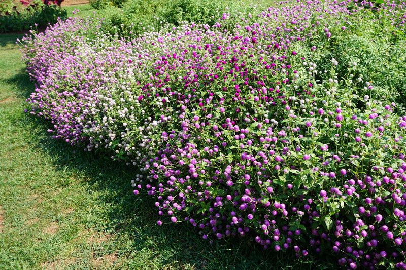 XOLDA Exotic gomphrena Seed  (40 per packet)