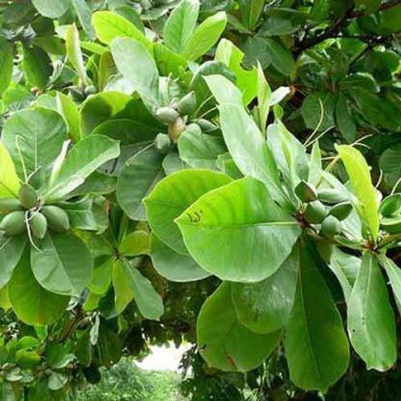 Zomoloco Almond Plant  (Hybrid, Pack of 1)