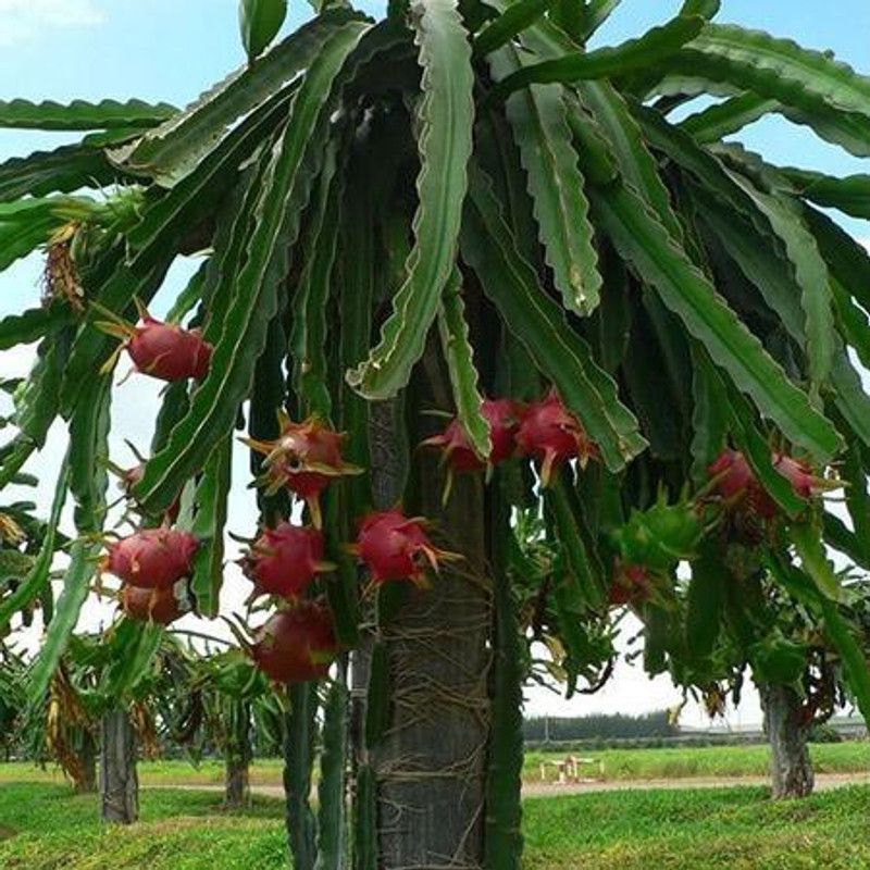 PEEPALSFARM Dragon Tree  (Hybrid, Pack of 1)