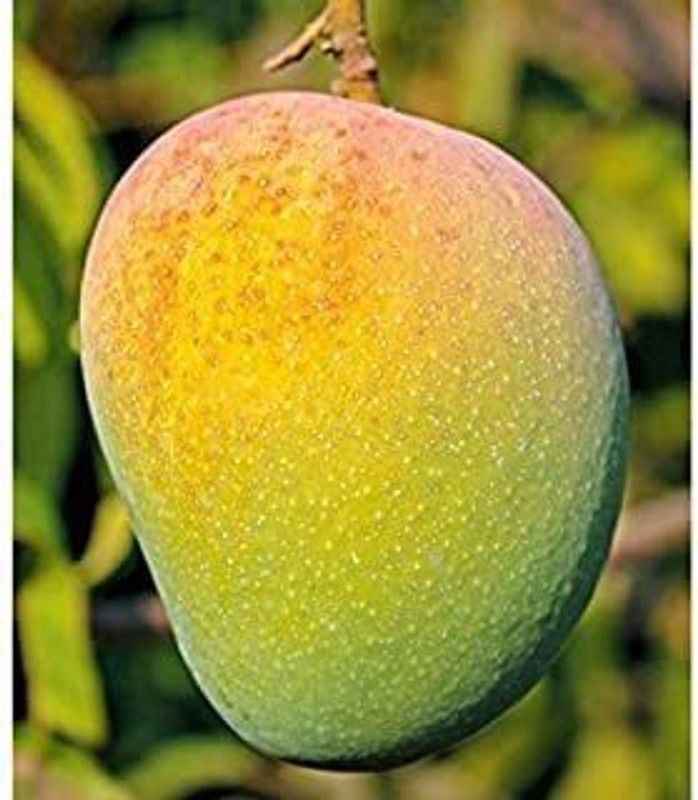 Gurveplantationi Mango Plant  (Hybrid, Pack of 1)