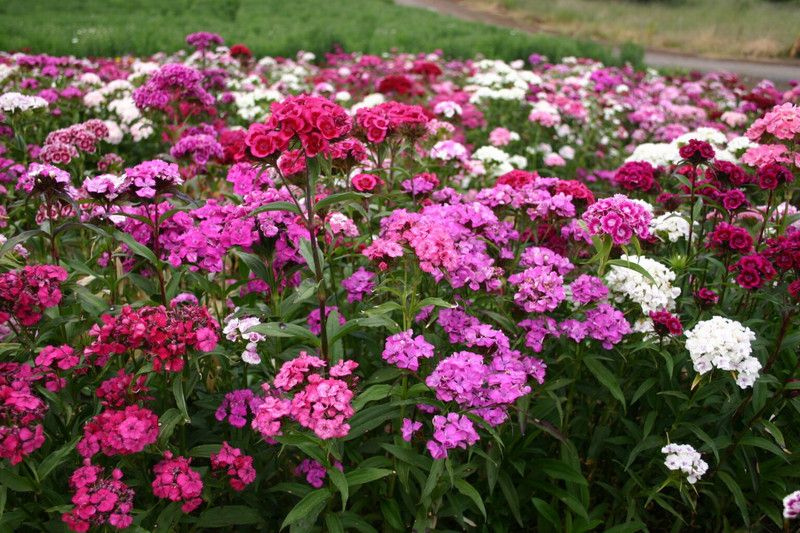Mozette Sweet william Seed  (55 per packet)