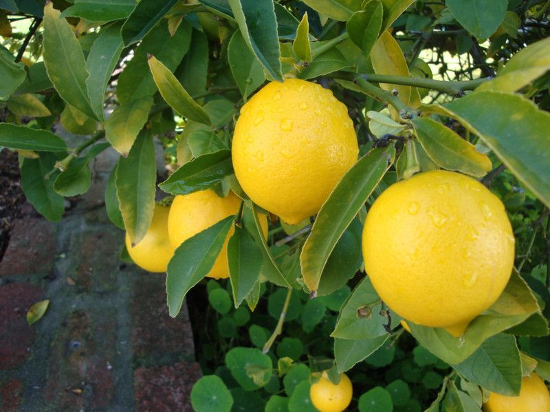 PLANTZON Lemon Plant Seed  (25 per packet)