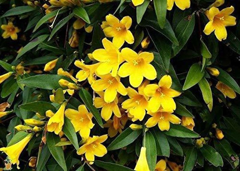Eztect Jasmine Plant  (Hybrid, Pack of 1)