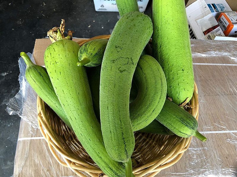 UGRA Luffa Sponge Gourd Seed  (300 per packet)