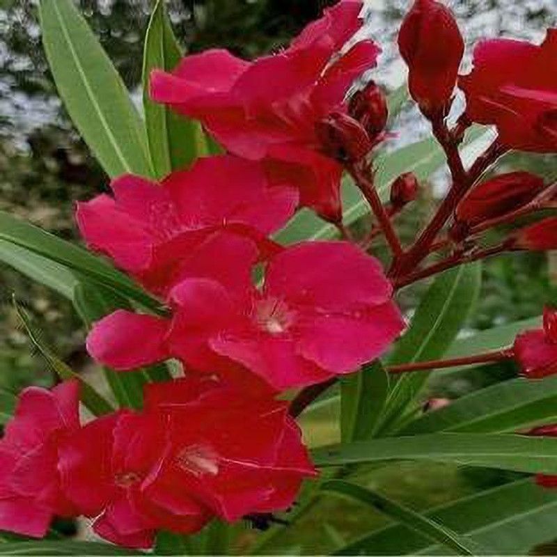 Globalplants Kaner Plant  (Hybrid, Pack of 1)