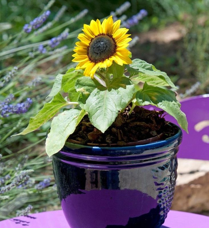 Sunway Sunflower Suntastic Yellow with Black Center Surajmukhi Seed  (50 per packet)