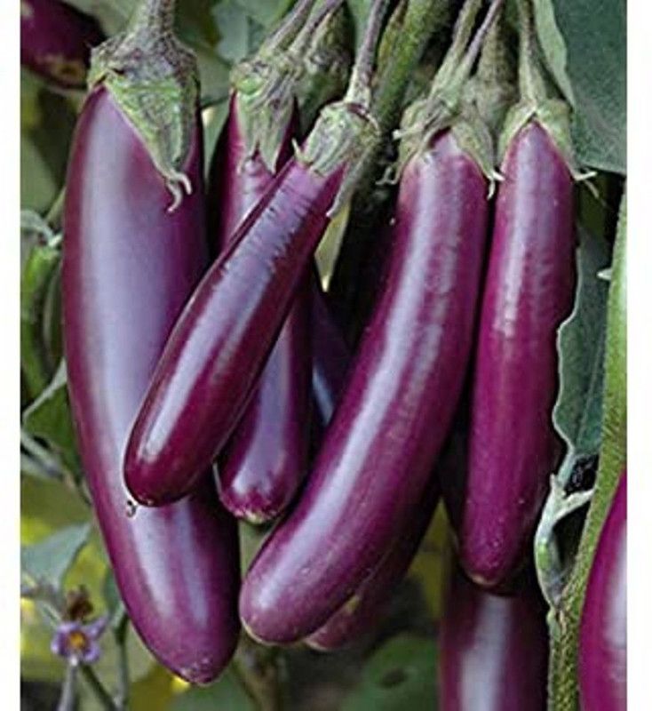 SaaHeli brinjal long purple Seed  (130 per packet)