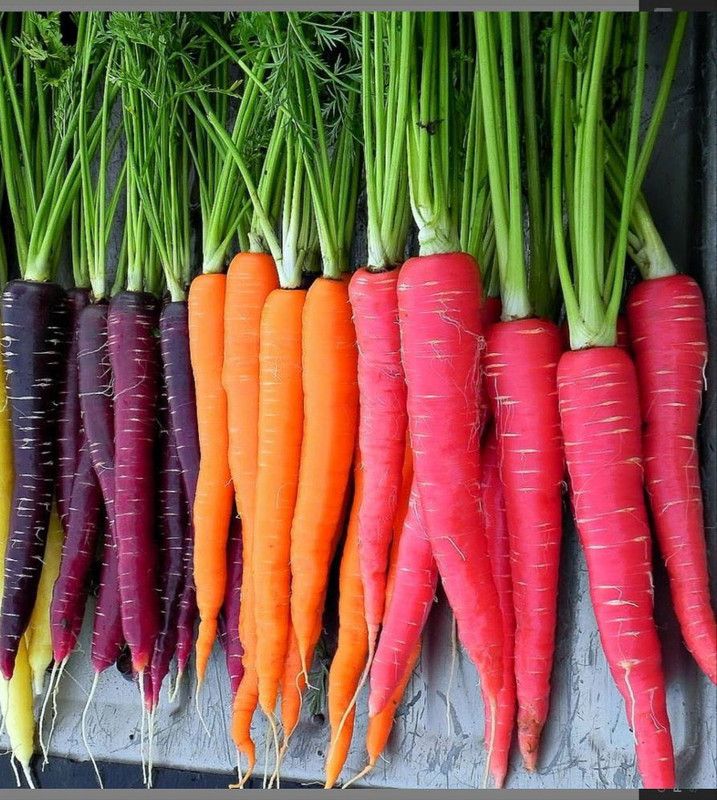 SimXotic Combo of Carrot Red, Orange & Black Seeds for Home Garden Seed  (3 per packet)