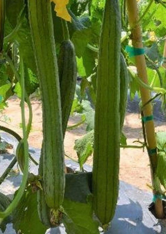 UGRA Smooth Luffa/sponge gourd Seeds Seed  (150 per packet)
