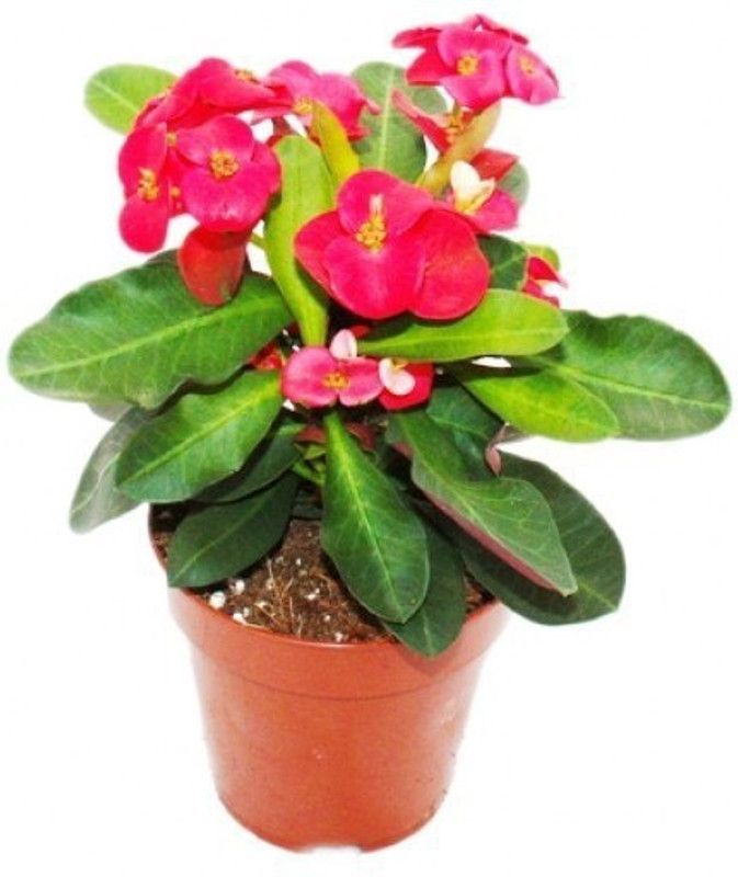 Flora Guards Euphorbia Plant  (Pack of 1)