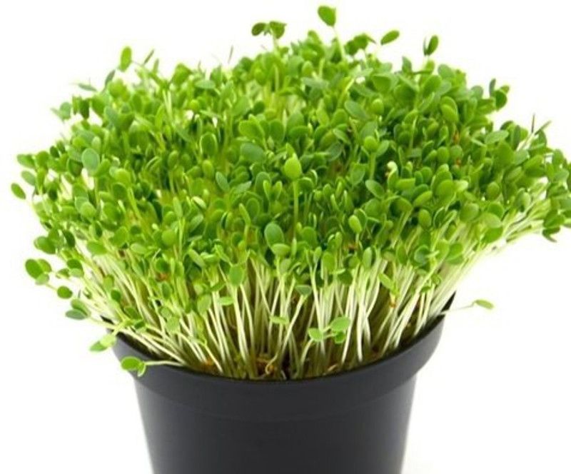 Greenly Methi/Fenugreek Seed  (24 per packet)