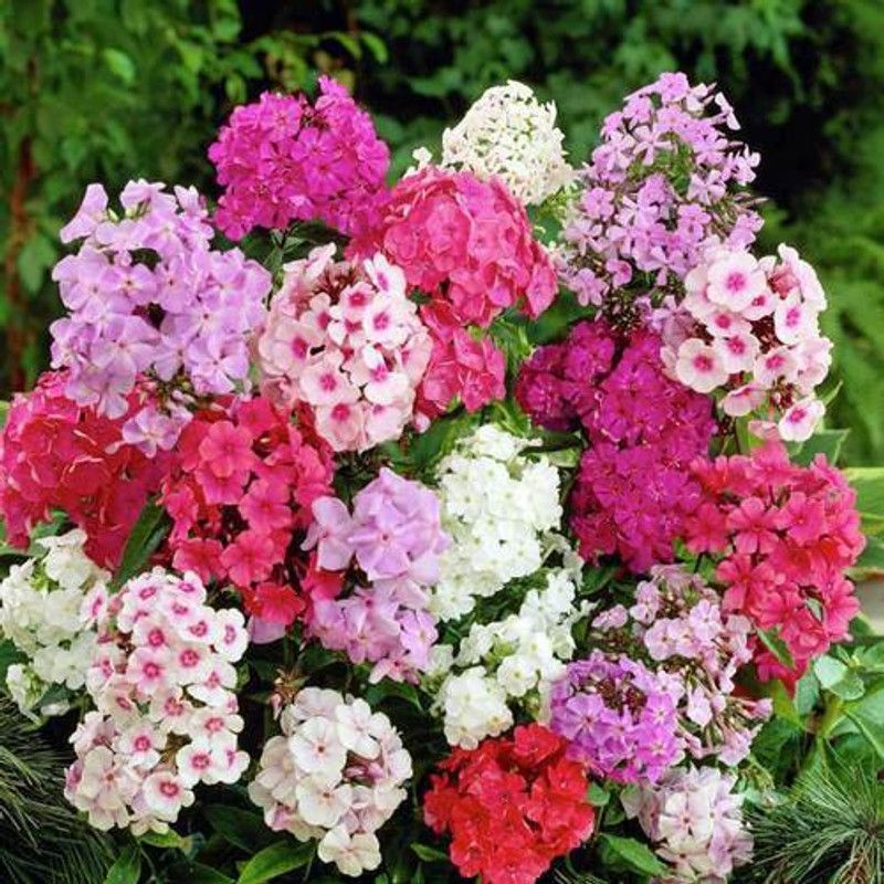 sporos Garden Phlox Seed  (25 per packet)