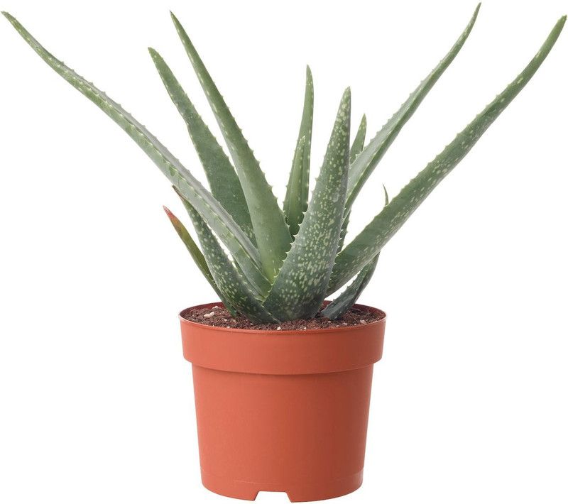 forevergreen Aloe Vera Plant  (Pack of 1)