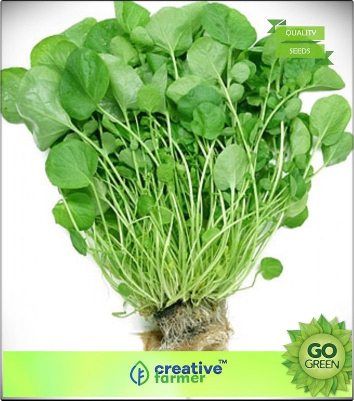 creative farmer Cress Seeds Halim Sak Seed  (20 per packet)