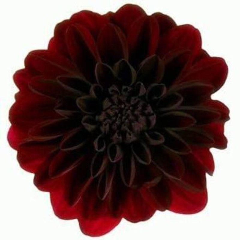 CYBEXIS Garden Flowers Seed Dahlia Seed  (50 per packet)