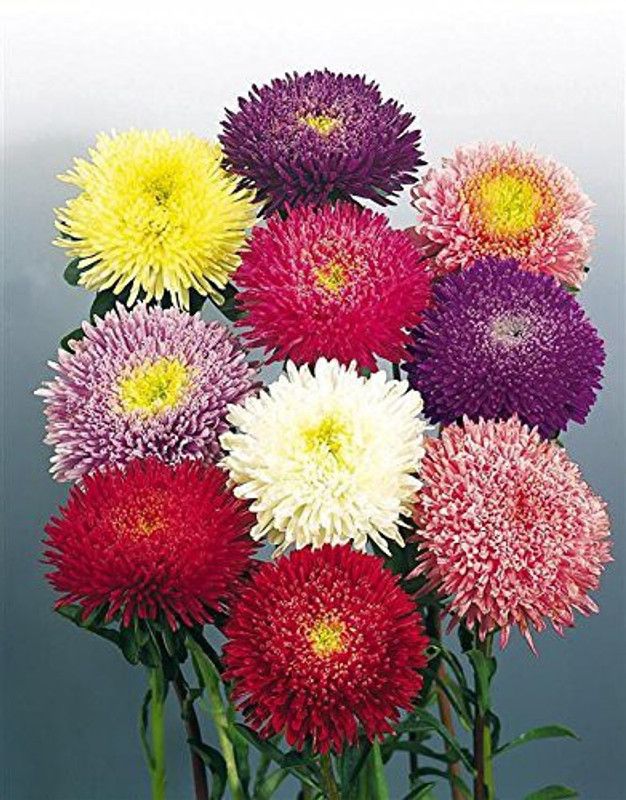 CYBEXIS Flower Seeds Aster Pomponent Formula Mix Seed  (50 per packet)