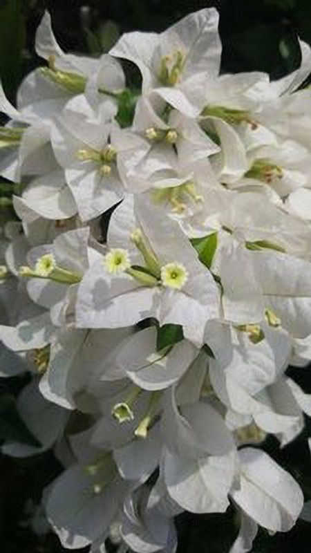 Grinian Bougainvillea Plant  (Hybrid, Pack of 1)