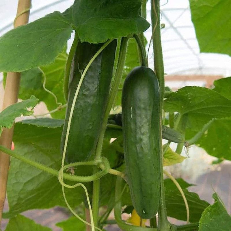 CYBEXIS Cucumber Seed  (250 per packet)