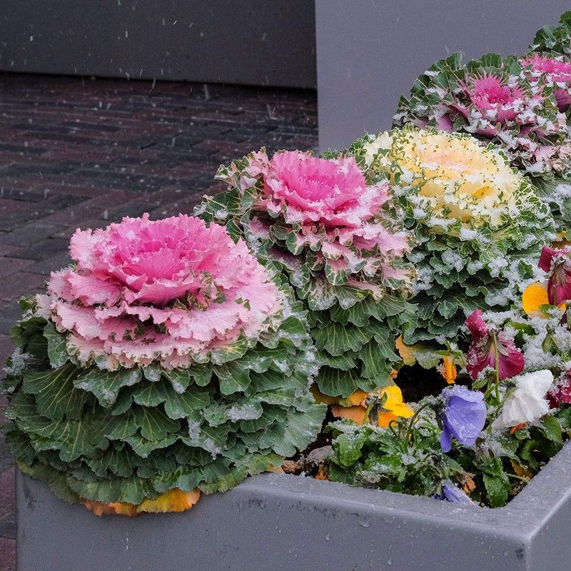 KANAYA Ornamental Kale-Round Leaves Plant Seeds Flower Seed  (55 per packet)
