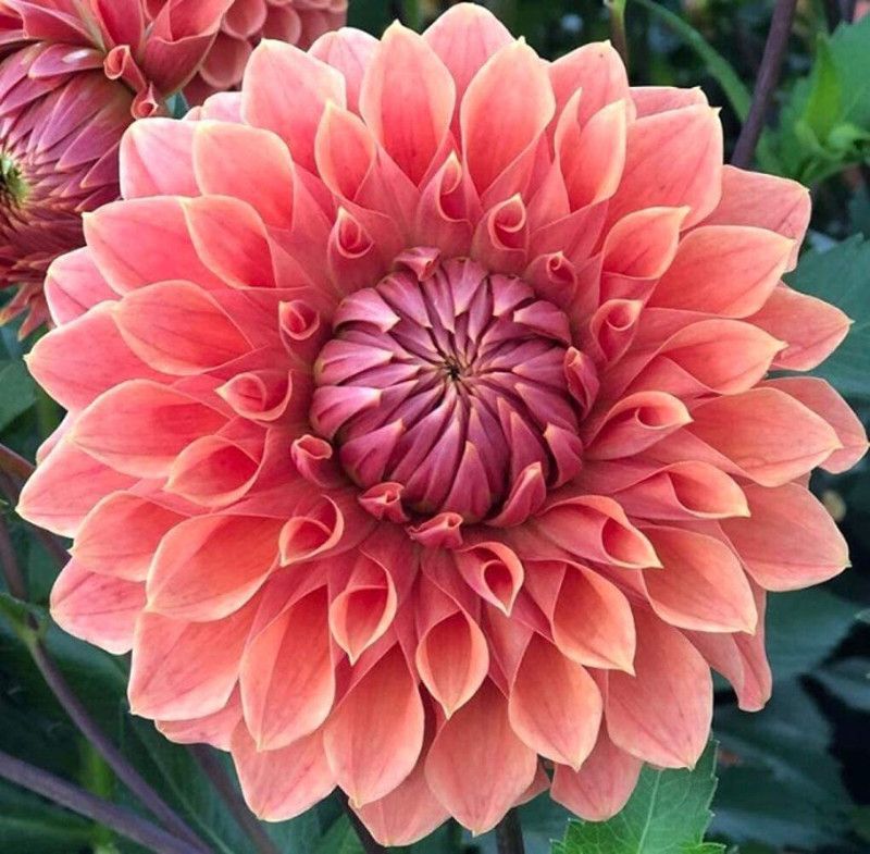 CYBEXIS Rare Mix Colors Dahlia Seeds Seed  (50 per packet)