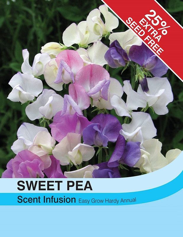 CYBEXIS Flower - Sweet Pea Scent Infusion Seed  (50 per packet)