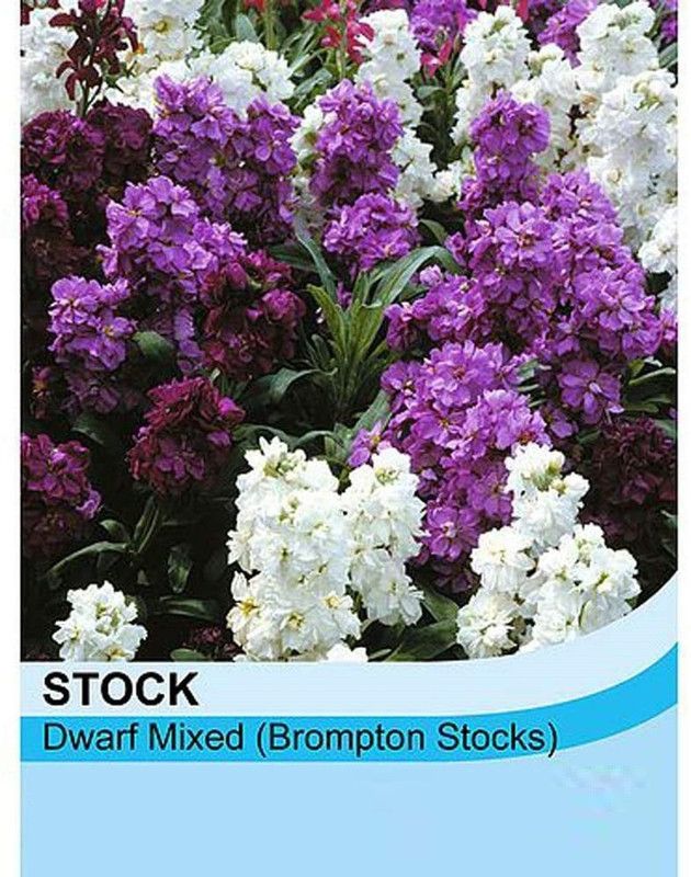 CYBEXIS Stock Blue (Matthiola Incana Ten Week) Seed  (50 per packet)