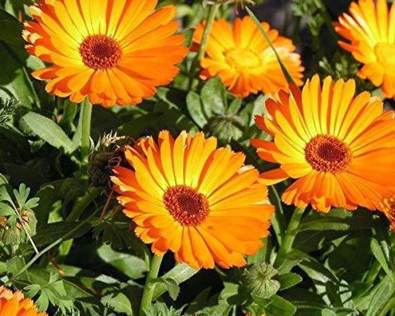 CYBEXIS Calendula Fiesta Gitana Mixed hybrid seeds Seed  (50 per packet)