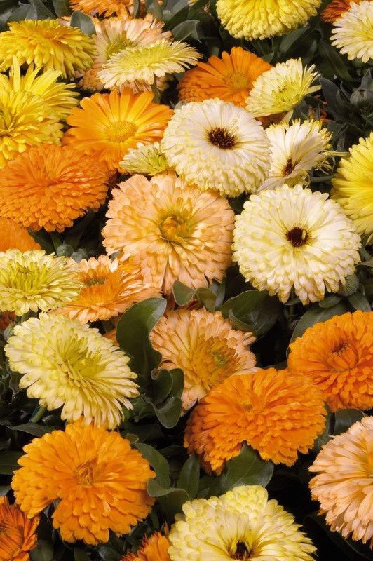 CYBEXIS Calendula Officinalis Fiesta Gitana Orange Seeds Seed  (50 per packet)