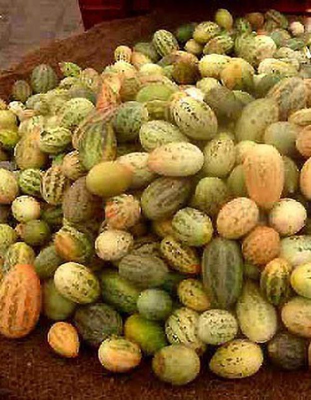 UGRA Kachri Fruit Seeds Seed  (100 per packet)