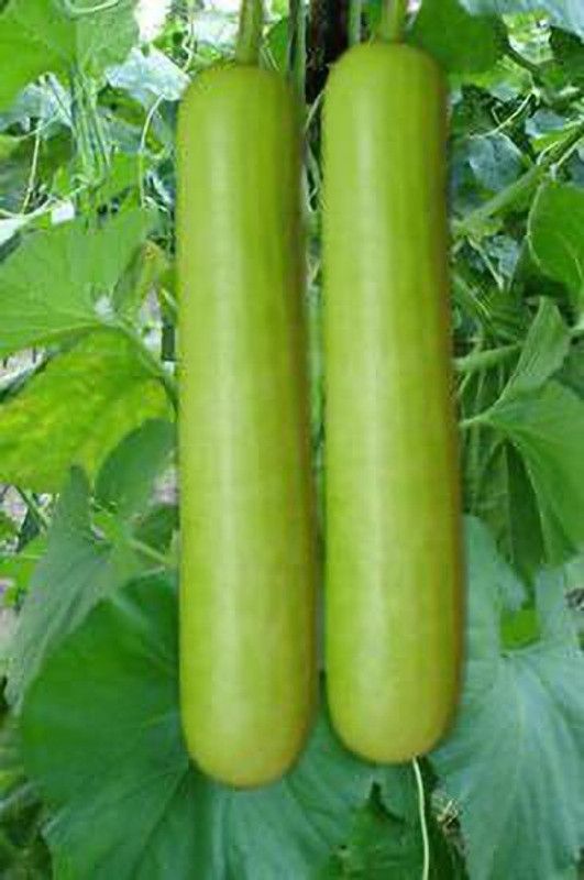 KANAYA Long Gourd Dudhi Zucca Lauki Seed  (76 per packet)