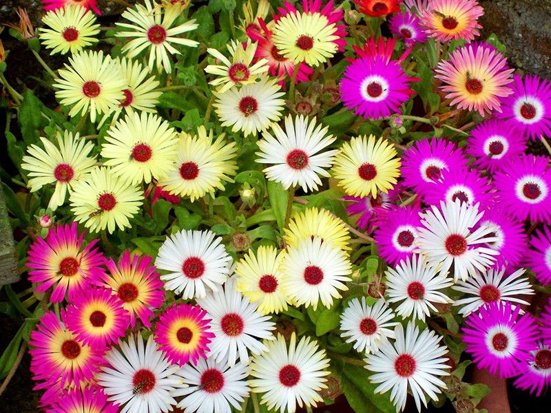 CYBEXIS Ice Plant/burf Mesembrythaenum Mixed Seed  (50 per packet)