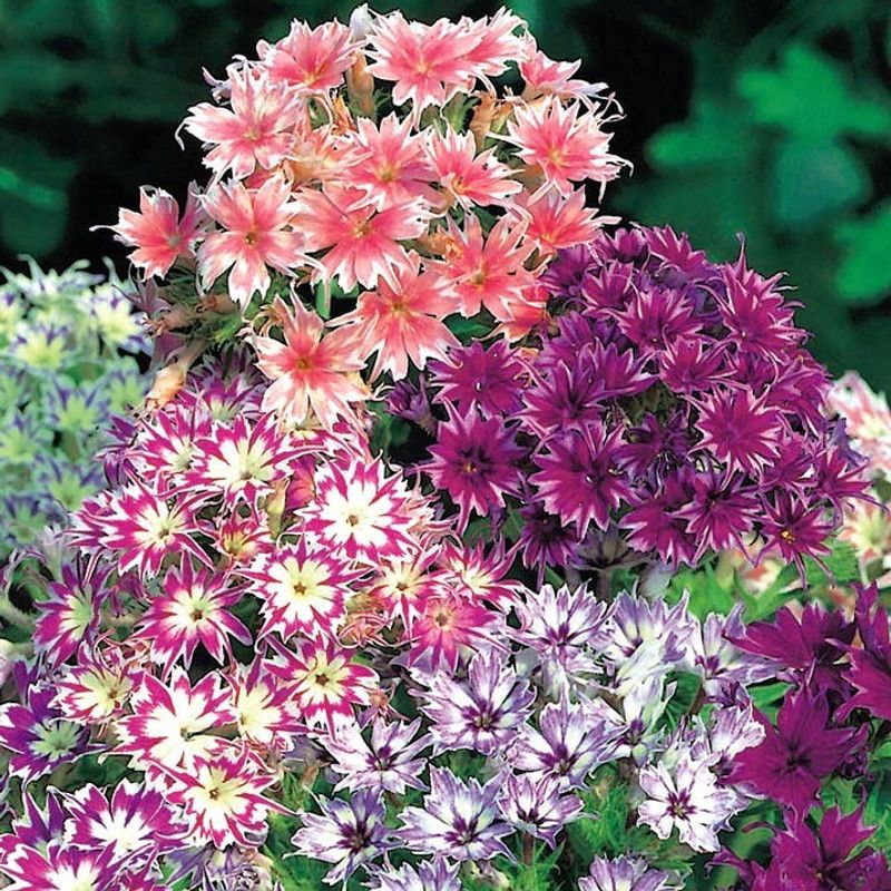 Nodoc Phlox Twinkle Dwarf Seed  (15 per packet)