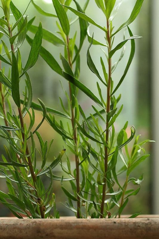 Mozette Tarragon Plant Seed  (26 per packet)