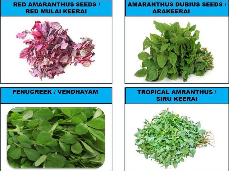 CooPany COMBO SPINACH SEEDS / COMBO LEAF VEGITABLE SEEDS ( TROPICAL AMARANTHUS / SIRU KEERAI , AMARANTHUS DUBIUS / ARAI KEERAI , RED AMARANTHUS , FENUGREEK ) Seed  (6200 per packet)