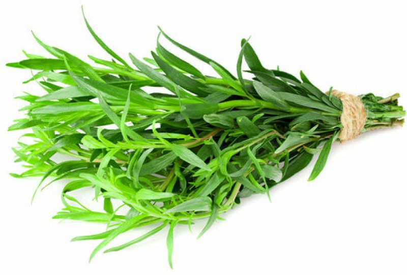 XOLDA Organic terragon herb Seed  (28 per packet)