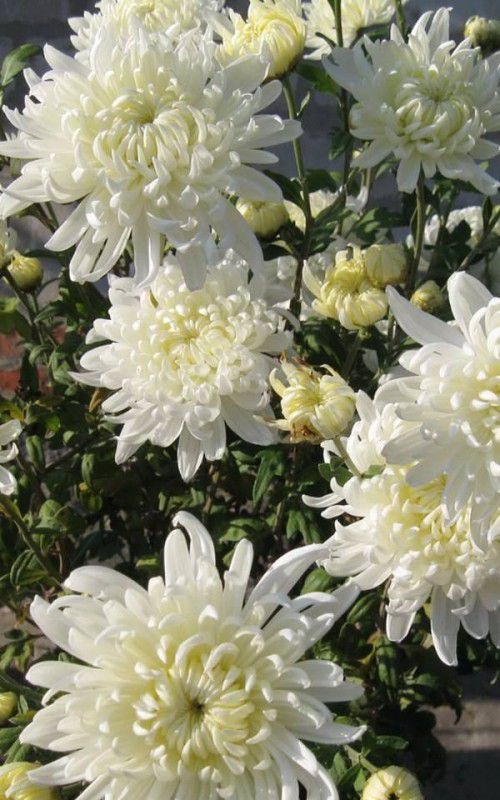 XOLDA Exotic Chrysanthemum White Seed  (78 per packet)