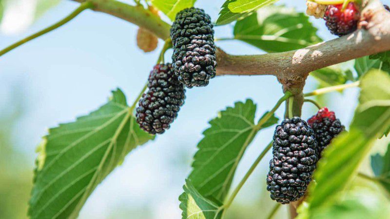 XOLDA Mulberry Seed  (33 per packet)