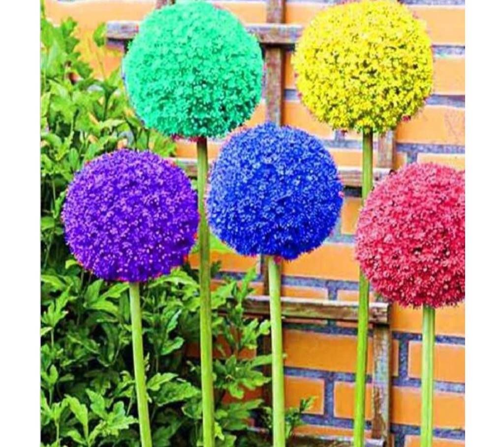 Bonsai Allium Gigantium Seeds