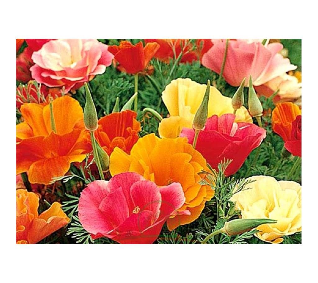California Poppy Flower Mixed Seed - 50 Pcs