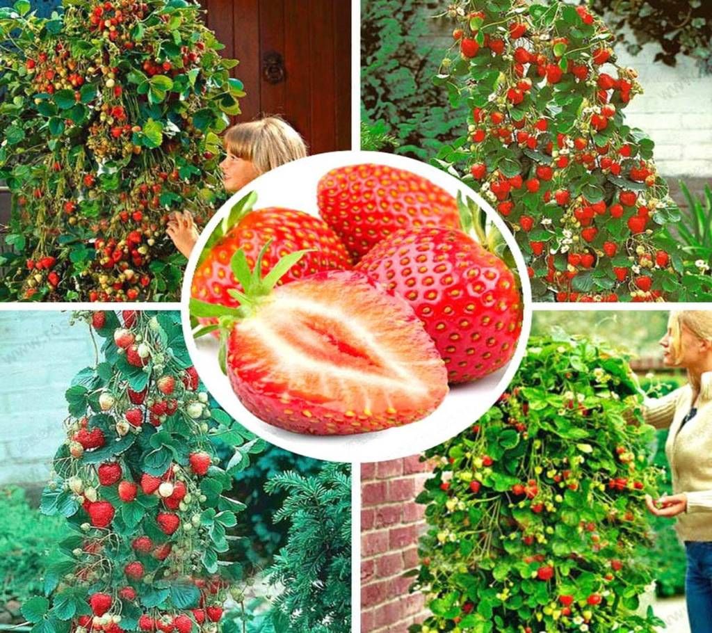 Fruit Giant Strawberry Seeds - 10 piece - Red Lady