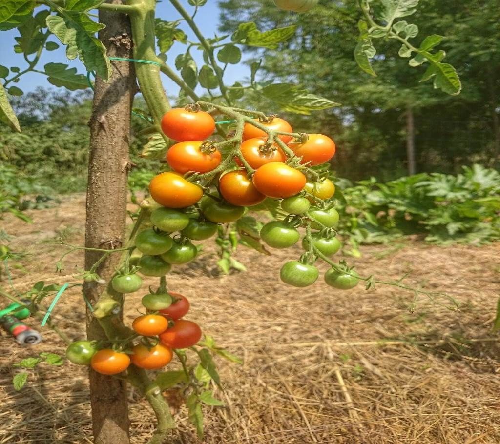 Tomato Oblate Yellow Seed - 30 pcs