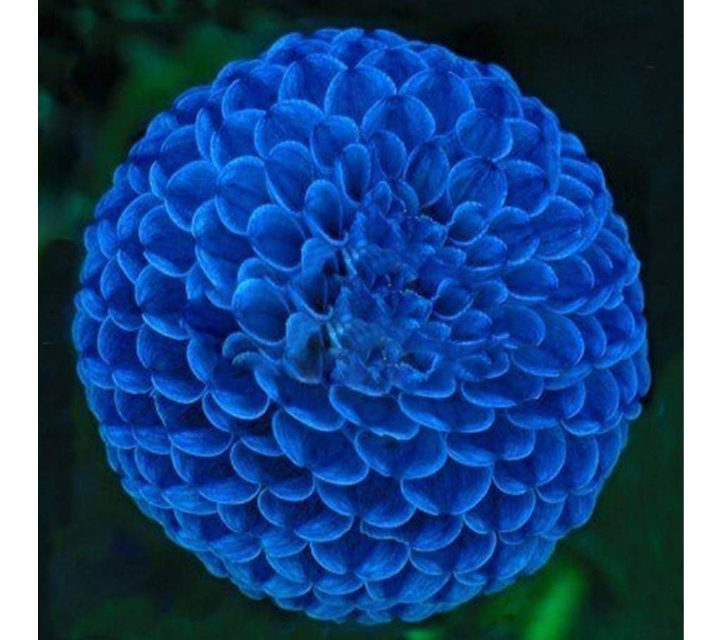 Blue Fireball Dahlia Seeds